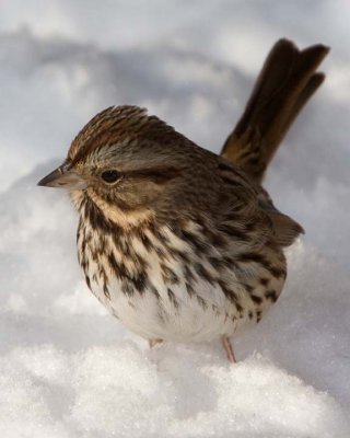 SongSparrow26R.jpg