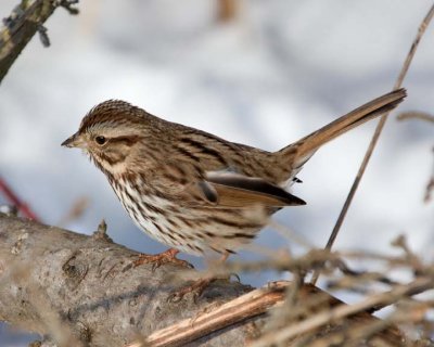 SongSparrow27R.jpg