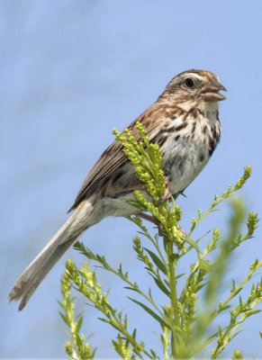 SongSparrow35R.jpg