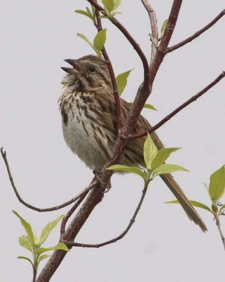 SongSparrow40.jpg