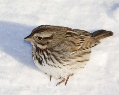 SongSparrow46R.jpg