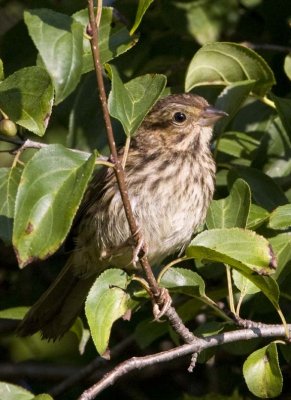 SongSparrow49R.jpg