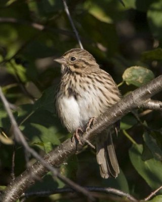 SongSparrow54R.jpg