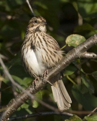 SongSparrow56R.jpg