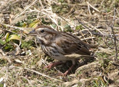 SongSparrow58R.jpg
