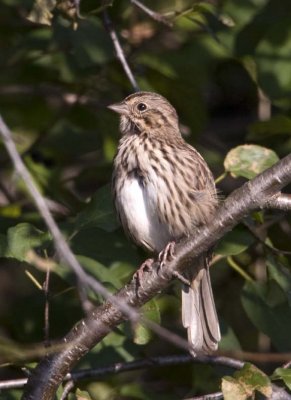 SongSparrow59.jpg
