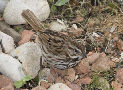 SongSparrow61.jpg