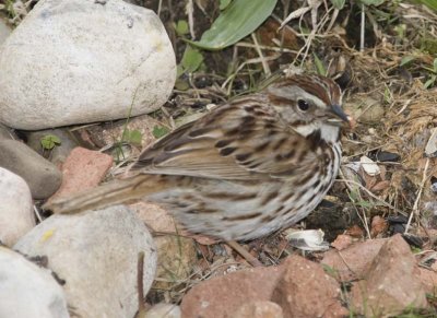 SongSparrow62.jpg