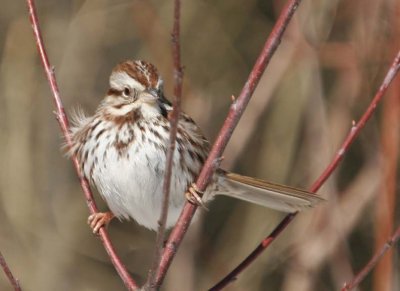 SongSparrow65.jpg