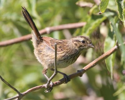 SwampSparrow27R.jpg