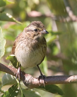 SwampSparrow33.jpg