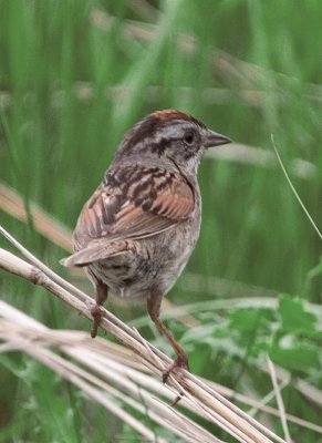 SwampSparrow36.jpg