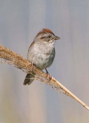 SwampSparrow38.jpg