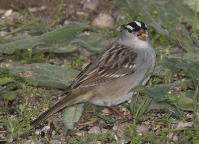 WhiteCrownedSparrow12R.jpg