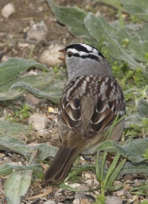 WhiteCrownedSparrow13R.jpg