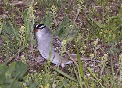 WhiteCrownedSparrow9R.jpg