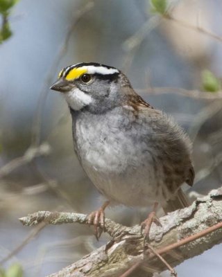 WhiteThroatedSparrow26.jpg