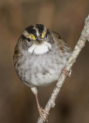 WhiteThroatedSparrow29R.jpg