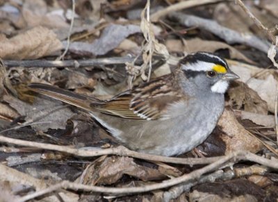 WhiteThroatedSparrow30R.jpg