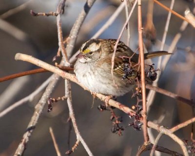 WhiteThroatedSparrow51.jpg