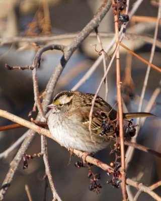 WhiteThroatedSparrow53.jpg