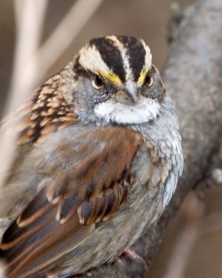 WhiteThroatedSparrow54.jpg