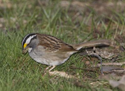 WhiteThroatedSparrow55.jpg