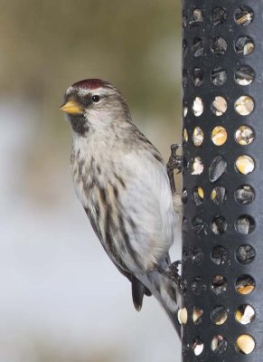 CommonRedpoll111.jpg