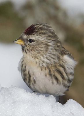 CommonRedpoll79R.jpg
