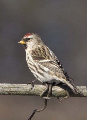 CommonRedpoll96R.jpg