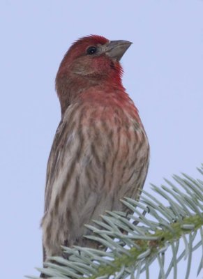 HouseFinch42.jpg
