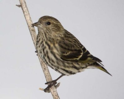 PineSiskin6R.jpg