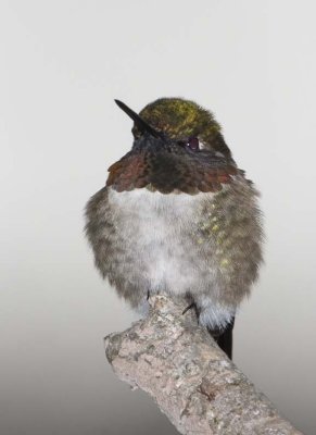 Hummingbirds
