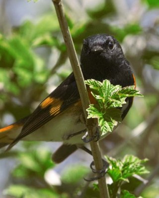 AmericanRedstart29.jpg