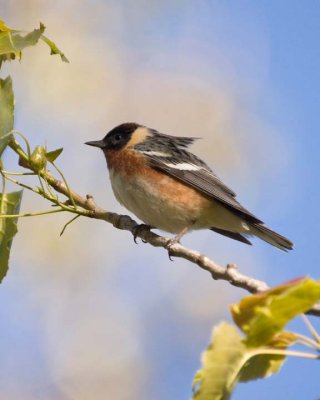 BayBreastedWarbler5R.jpg