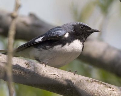 BlackThroatedBlueWarbler11.jpg