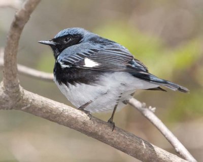 BlackThroatedBlueWarbler15R.jpg