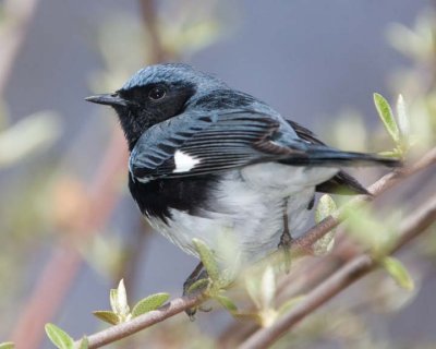 BlackThroatedBlueWarbler18R.jpg