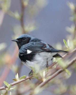 BlackThroatedBlueWarbler19.jpg