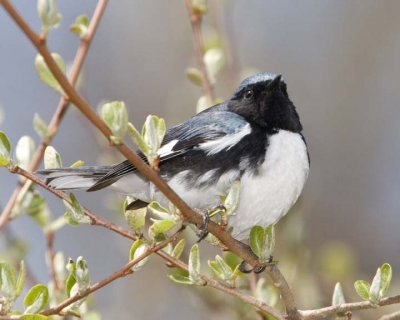 BlackThroatedBlueWarbler21.jpg