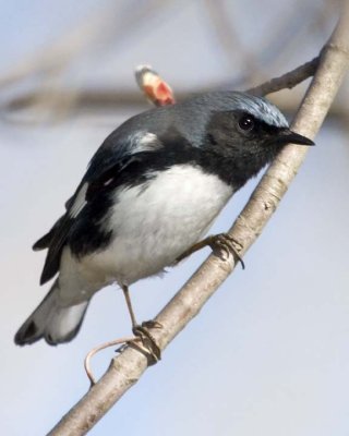 BlackThroatedBlueWarbler24R.jpg