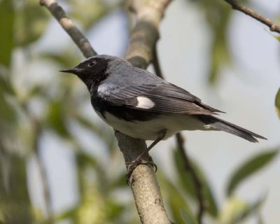 BlackThroatedBlueWarbler6R.jpg