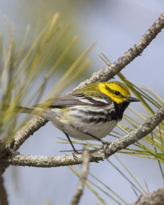 BlackThroatedGreenWarbler16.jpg