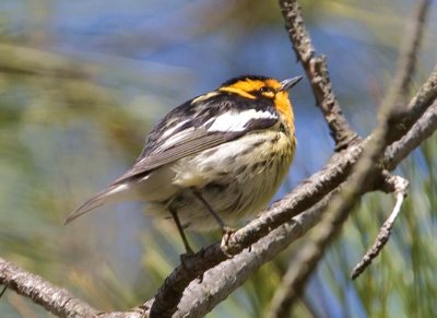 BlackburnianWarbler9.jpg