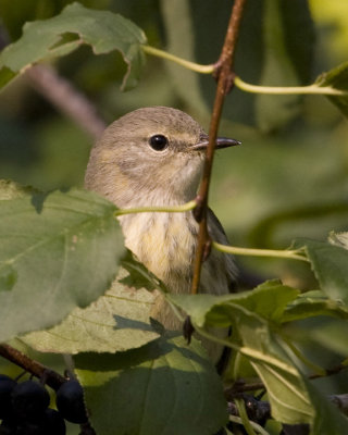 CapeMayWarbler2R.jpg