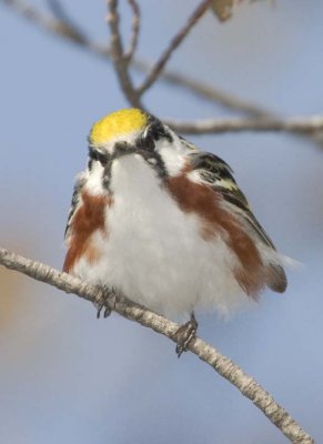 ChestnutSidedWarbler24.jpg