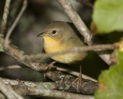 CommonYellowthroat45.jpg