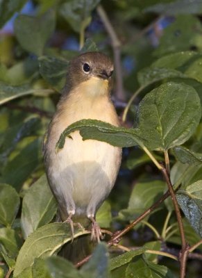 CommonYellowthroat46R.jpg