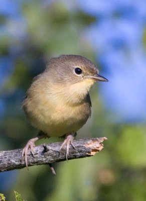 CommonYellowthroat50R.jpg