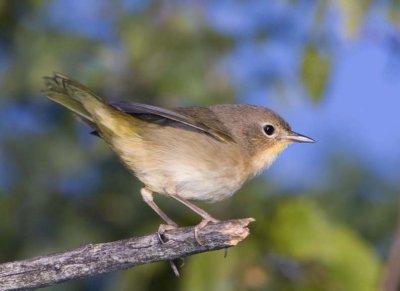 CommonYellowthroat51R.jpg